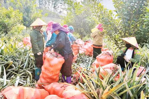 Nông dân xã Pú Nhung thu hoạch dứa trồng xen dưới gốc cây mắc-ca và cây cà-phê.