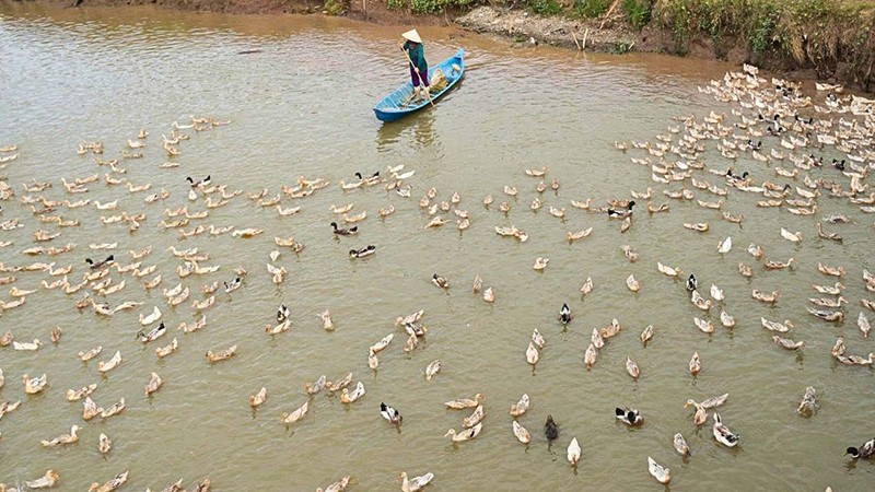 Nghề nuôi vịt chạy đồng nay đây mai đó cho nên mỗi cánh đồng đi qua đều in dấu mưu sinh.