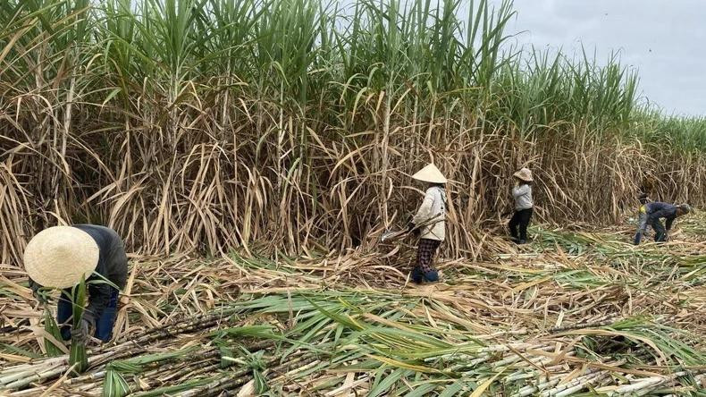 Thu hoạch mía tại huyện Sông Hinh, Phú Yên. Ảnh: TRÌNH KẾ.