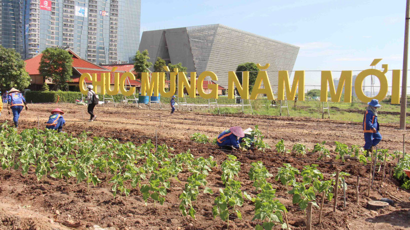 Sáng 28/11, đơn vị thi công đã chuyển số lượng cây hướng dương thực hiện các công việc để cánh đồng hoa hướng dương kịp nở rộ phục vụ người dân và du khách đến tham quan dịp Tết Dương lịch 2024.