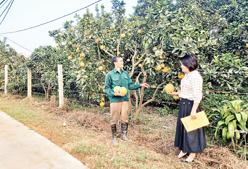 Cán bộ Phòng Nông nghiệp huyện Phú Lương (Thái Nguyên) hướng dẫn người dân cách chăm sóc vườn bưởi chất lượng cao.