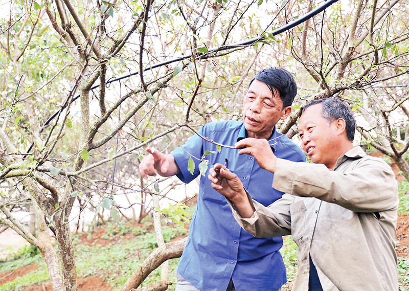 Ông Vàng A Vạng (bên phải) chia sẻ kinh nghiệm thâm canh mận trái vụ.