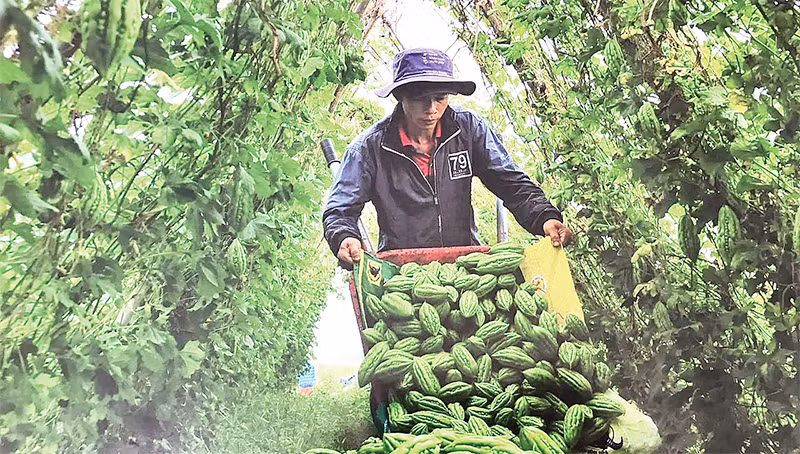 Nông dân huyện Xuân Lộc thu hoạch khổ qua.