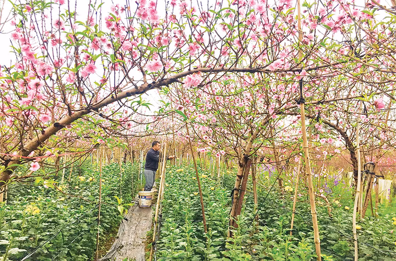 Sắc đào rực rỡ trên đất Nhật Tân khi Xuân Giáp Thìn đang về. (Ảnh: Chí Dũng)