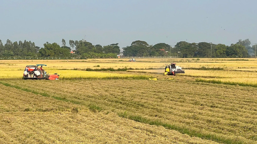 Thu hoạch lúa tại xã An Phong, huyện Thanh Bình, tỉnh Đồng Tháp.