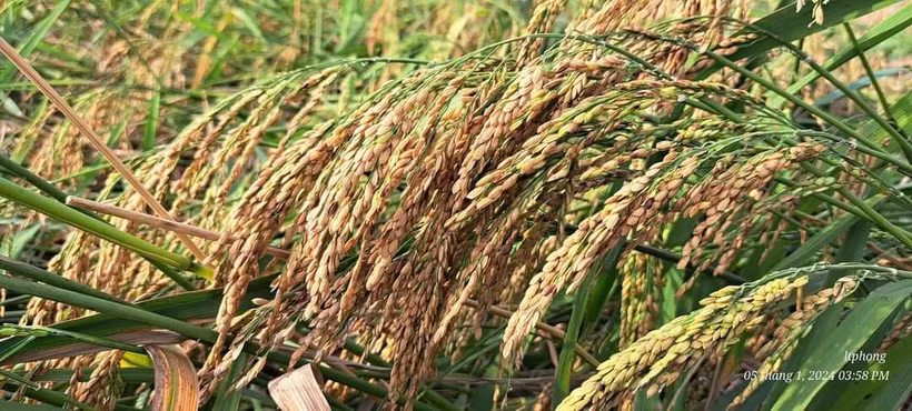 Giống lúa nổi Nàng Tây Đùm giai đoạn thu hoạch. Ảnh: Thanh Phong