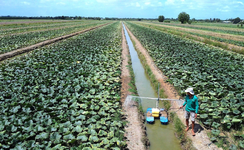 Cánh đồng rau màu tươi tốt trong mùa hạn của nông dân vùng ngọt huyện Trần Văn Thời. 