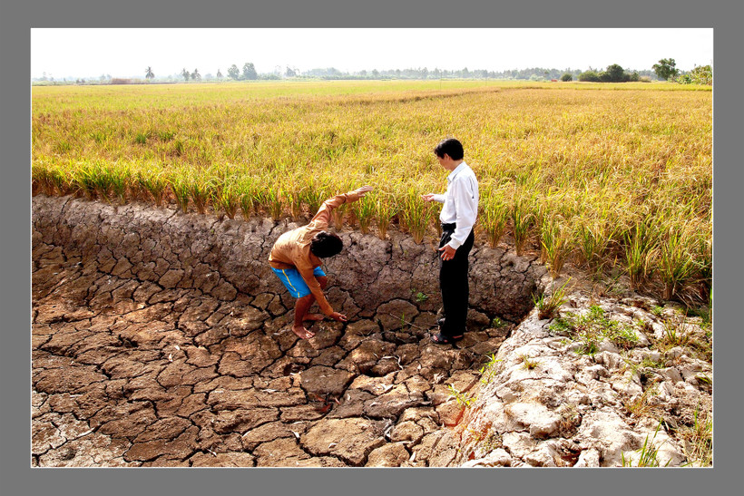Sức khỏe đất đai đồng bằng sông Cửu Long đang cần “cấp cứu”, không chỉ là “cảm mạo” thông thường. Ảnh: Thanh Dũng