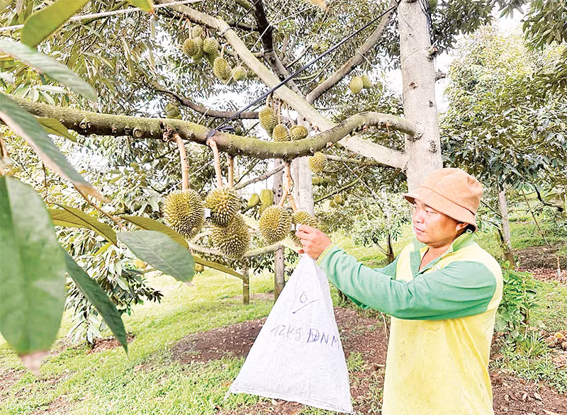Nông dân xã Sơn Bình, huyện Khánh Sơn (Khánh Hòa) chăm sóc cây sầu riêng. 