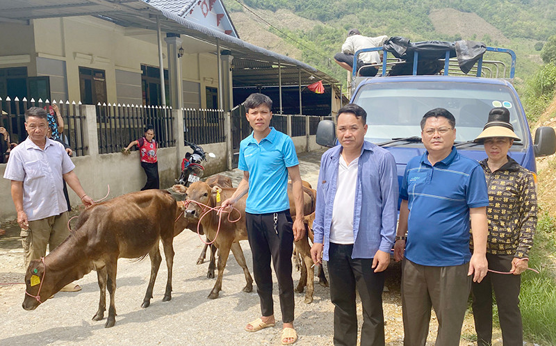 Đại diện Phòng Dân tộc huyện Thuận Châu, tỉnh Sơn La trao bò giống tặng đồng bào dân tộc La Ha, xã Liệp Tè.
