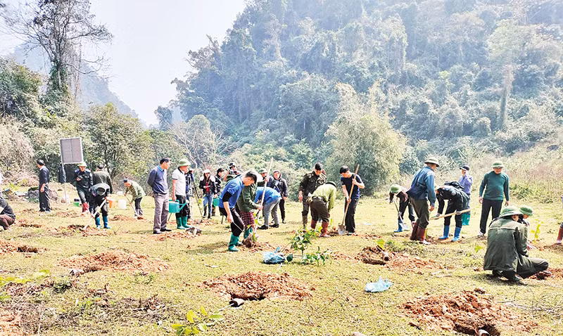 Người dân và cán bộ kiểm lâm trồng rừng gỗ lớn bằng cây dổi xanh tại Khu Bảo tồn thiên nhiên Kim Hỷ.