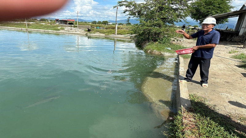 Nông dân Nguyễn Đức Minh ở thôn Gò Gũ, xã Hộ Hải, huyện Ninh Hải (Ninh Thuận) người tiên phong nuôi cá bớp trong ao đất đang đem lại hiệu quả kinh tế cao hơn so với nuôi các loài hải sản khác tại địa phương.