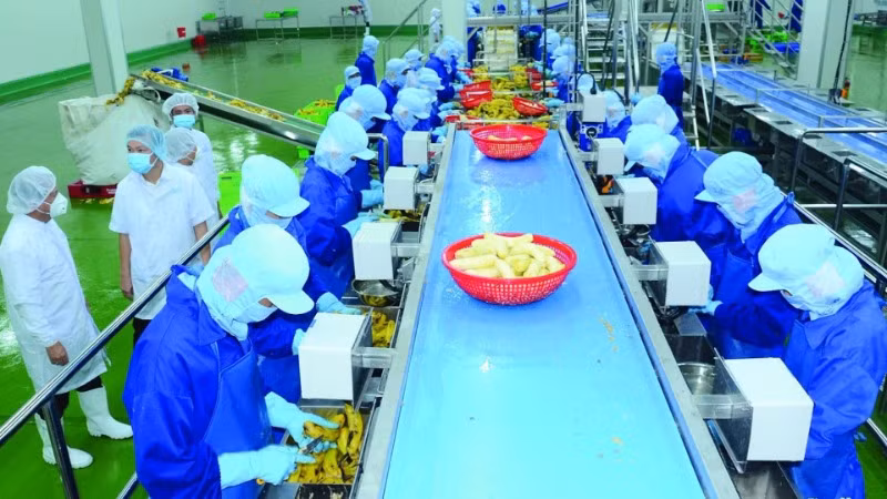 Chế biến trái cây cấp đông tại Nhà máy chế biến nông sản của Công ty cổ phần Công nghiệp thực phẩm Thabico (Tiền Giang). (Ảnh: KHÁNH AN)