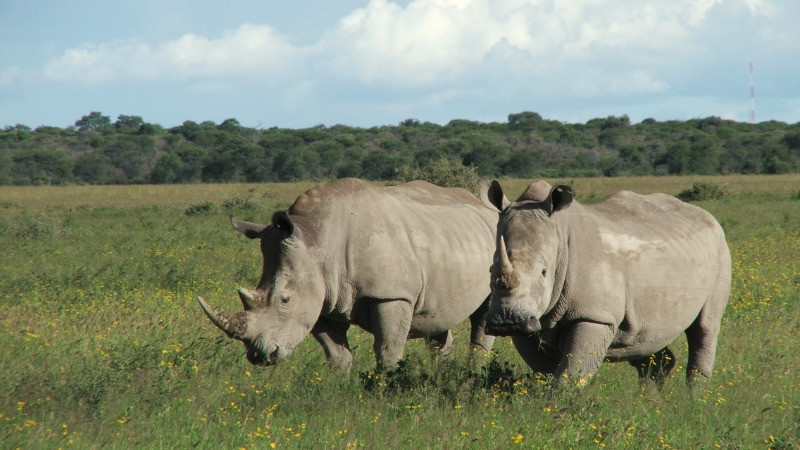 Ảnh minh họa. (Ảnh: IUCN)