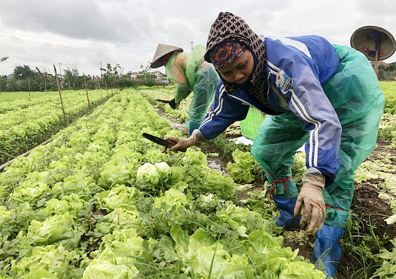 Nông dân xã Yên Phú, huyện Yên Mỹ (Hưng Yên) thu hoạch rau an toàn.