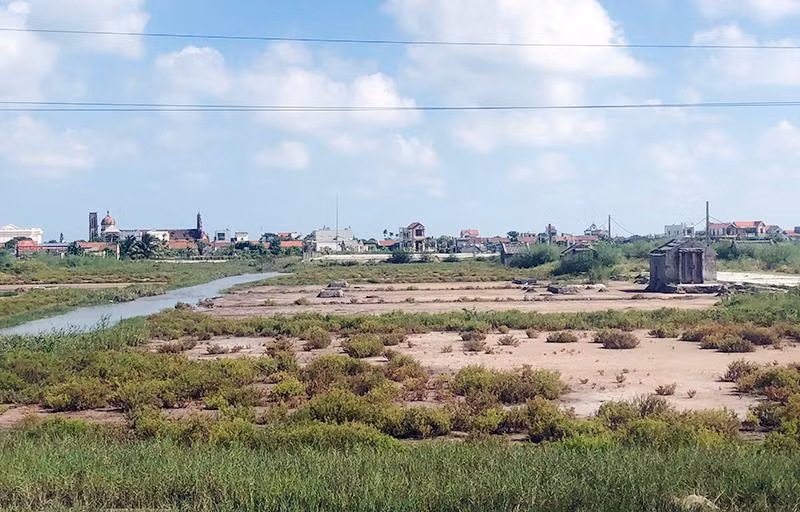 Cánh đồng muối xã Hải Lý, huyện Hải Hậu, tỉnh Nam Định đang bị bỏ hoang.