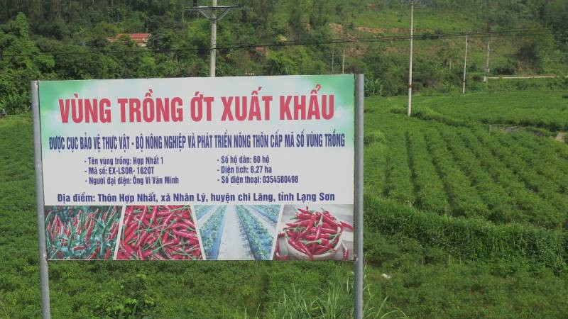 Vùng trồng ớt xuất khẩu tại thôn Hợp Nhất 1, xã Nhân Lý, Chi Lăng, (Lạng Sơn), với tổng diện tích 8,27ha.
