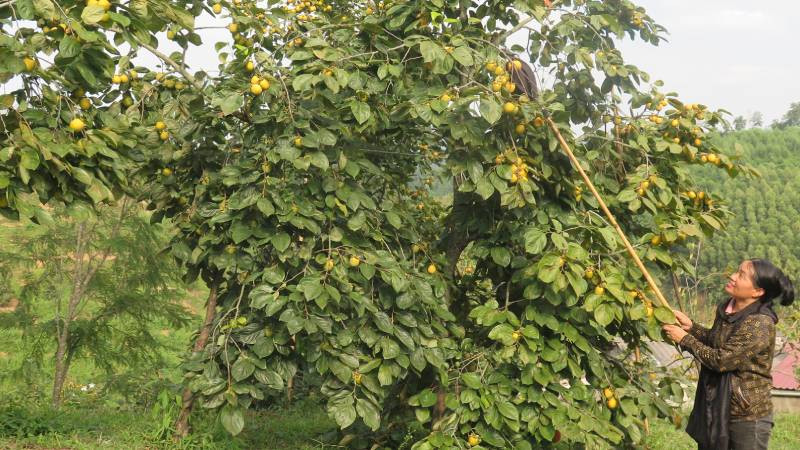 Người dân ở thôn Pò Pheo, Hoàng Việt, Văn Lãng (Lạng Sơn) thu hái hồng Vành khuyên.