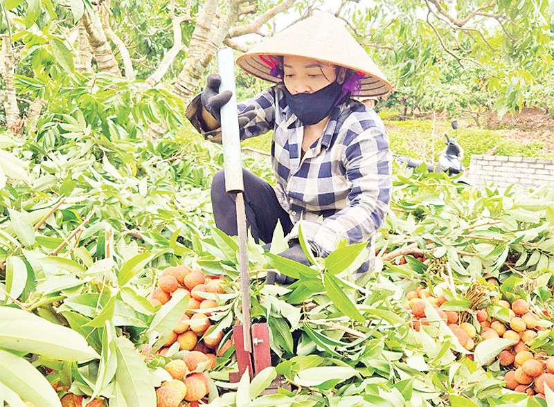 Người dân thôn Lân Thịnh, xã Phúc Hòa, huyện Tân Yên thu hoạch vải thiều. (Ảnh TRƯỜNG SƠN) 