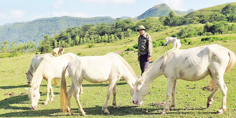 Đàn ngựa của gia đình ông Nông Quang Đảm ở thôn Suối Mạ A, xã Hữu Kiên, huyện Chi Lăng được chăn thả trên khu thảo nguyên Khau Sao.
