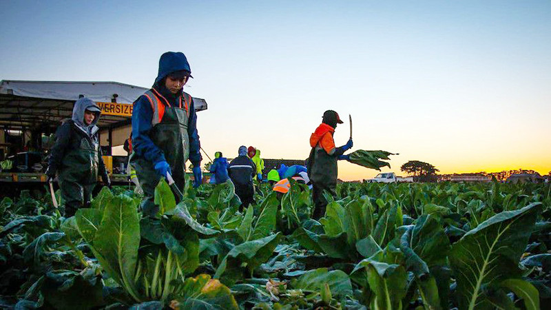 Người dân các đảo quốc Thái Bình Dương có thêm cơ hội việc làm tại Australia. (Ảnh ABC.NET.AU)