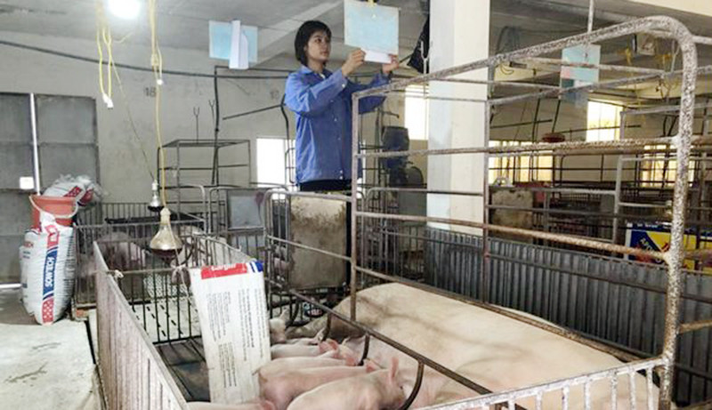 Chăn nuôi lợn theo chuỗi khép kín tại Hợp tác xã Hoàng Long, Thanh Oai (Hà Nội). (Ảnh Sở Nông nghiệp và Phát triển nông thôn Hà Nội) 