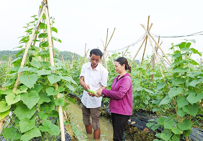 Bí thư Chi bộ, Trưởng thôn Yên Thượng, xã Trung Yên, huyện Sơn Dương (Tuyên Quang) Ma Hồng Phú kiểm tra mô hình trồng dưa chuột trên địa bàn. (Ảnh THANH PHÚC)
