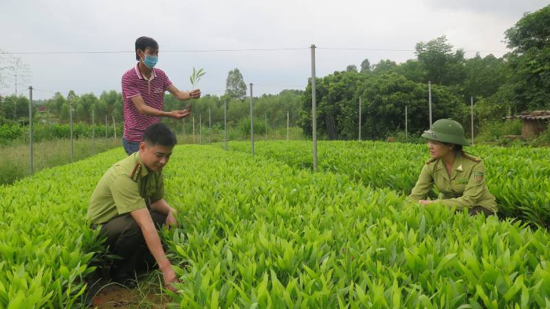 Cán bộ Chi cục Kiểm lâm tỉnh Lạng Sơn kiểm tra chất lượng giống cây trồng lâm nghiệp tại huyện Hữu Lũng.