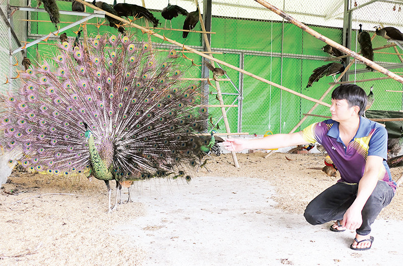 Anh Lưu Duy Đông bên cá thể chim công má vàng quý hiếm.