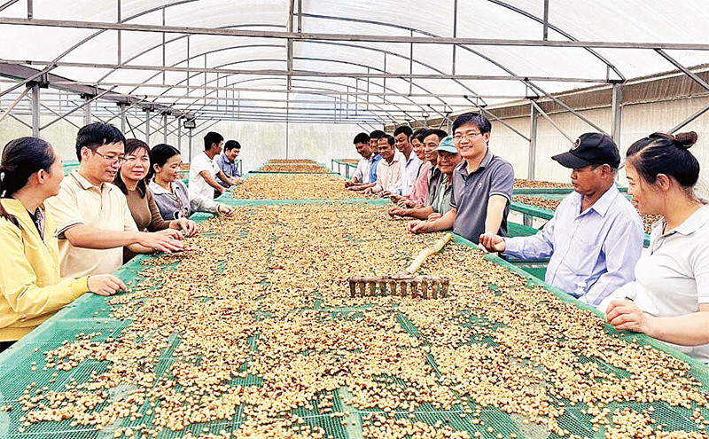 Hợp tác xã Công bằng Thanh Thái thu mua và chế biến cà-phê theo phương pháp mới.