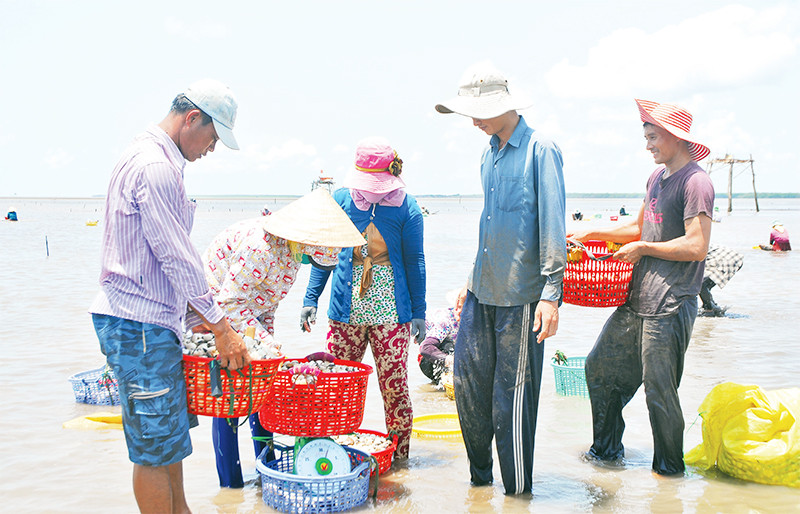 Bán nghêu cho thương lái ở vùng biển Gò Công Đông (Tiền Giang). 