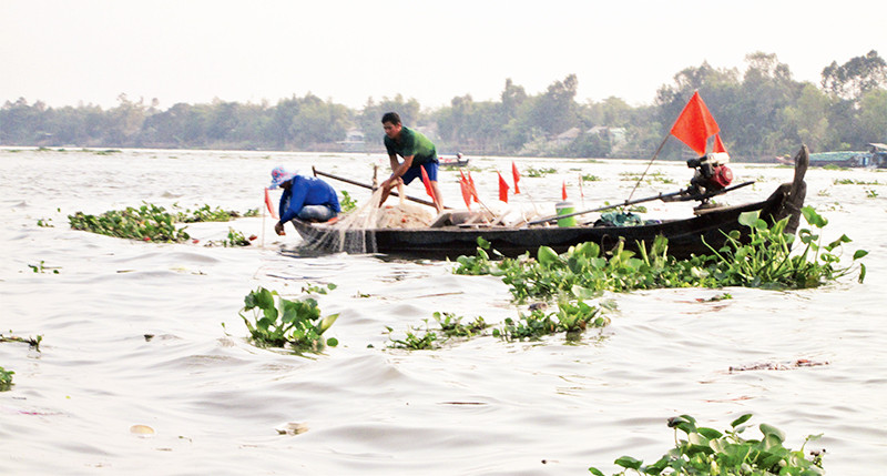 Ngư dân kéo lưới bắt cá bông lau trên sông Vàm Nao.