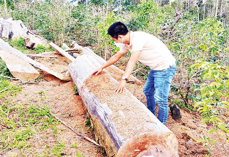 Vườn trồng sâm dây manh mún ở Hợp tác xã nông nghiệp Tuyết Sơn Kon Plông chứ không phải trồng sâm Ngọc Linh như quảng bá.