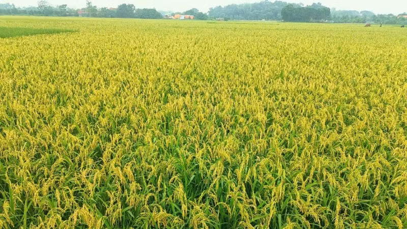 Người dân cần thăm đồng thường xuyên, theo dõi sát diễn biến của rầy để có biện pháp phòng, trừ hiệu quả.