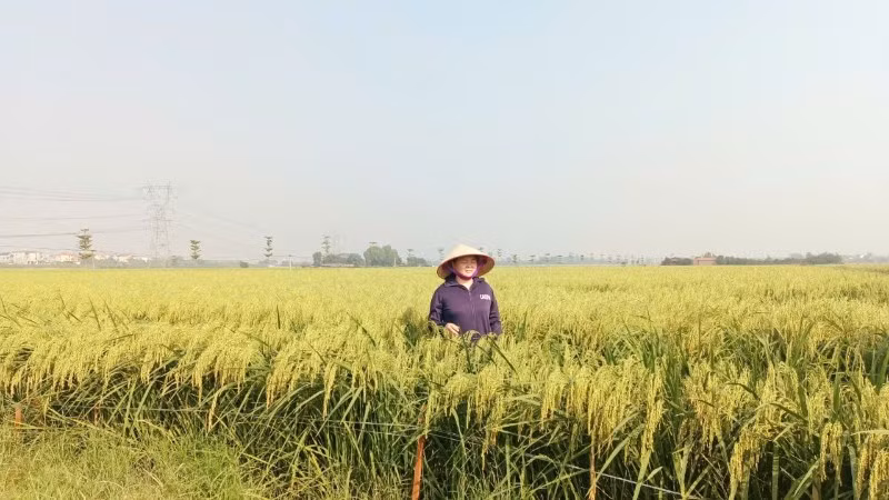 Cánh đồng nếp cái hoa vàng trĩu bông ở xã Thư Lâm, thành phố Hà Nội.