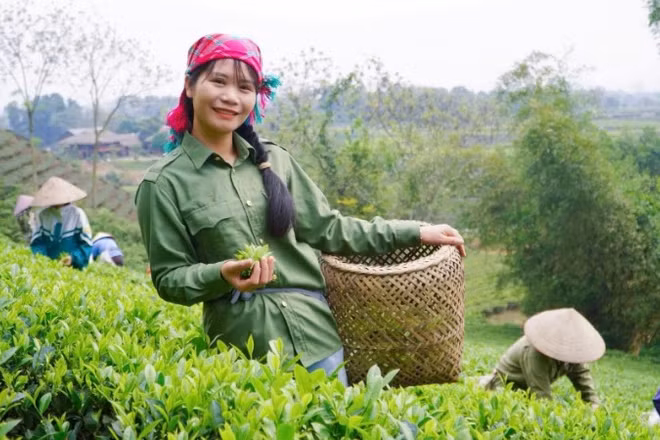 Chị Bùi Thị Mai cùng các thành viên hợp tác xã thu hoạch chè sạch canh tác theo phương pháp hữu cơ (Ảnh HƯƠNG DỊU)