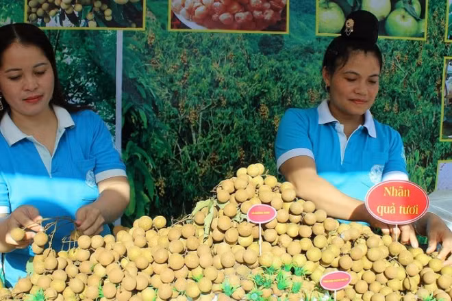 Vùng trồng nhãn các xã Sông Mã, Chiềng Khương... thuộc huyện Sông Mã cũ đã được hỗ trợ xây dựng vùng sản xuất VietGAP.
