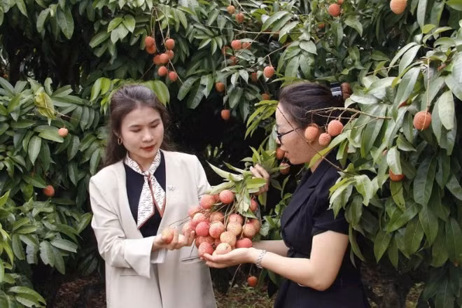 Vải thiều sớm xã Phúc Hòa, bước vào thu hoạch.