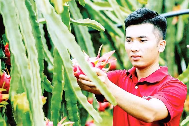 Người dân ở phường Chiềng Cơi (Sơn La) thu hoạch thanh long. (Ảnh TTXVN)
