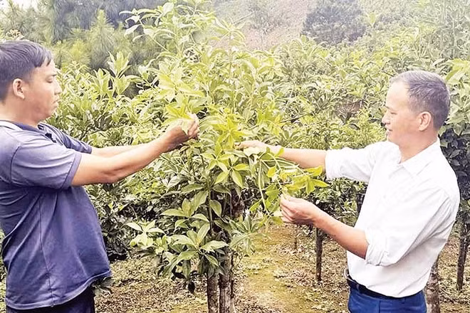 Cây hồi trở thành cây trồng chủ lực để xóa nghèo tại xã Đường Hồng, tỉnh Tuyên Quang. (Ảnh TOÀN CHUNG)