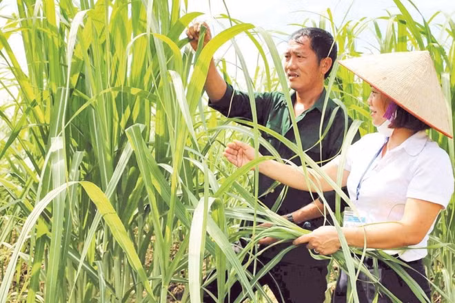 Người dân xã Vân Du, tỉnh Nghệ An chăm sóc mía để cung cấp cho doanh nghiệp xuất khẩu mía tươi.
