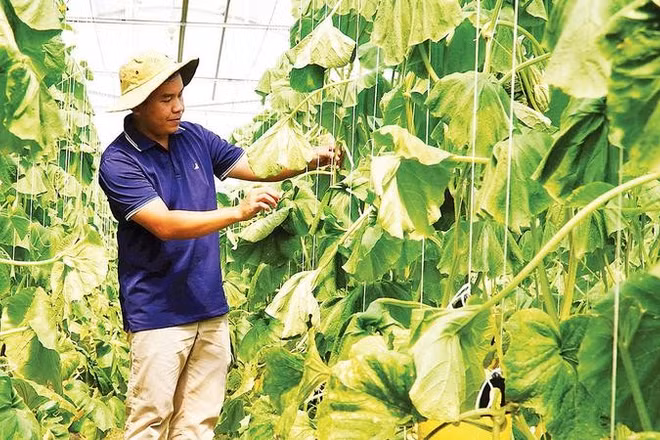 Nông dân Nguyễn Thế Ngoan Vinh tại vườn dưa lưới.