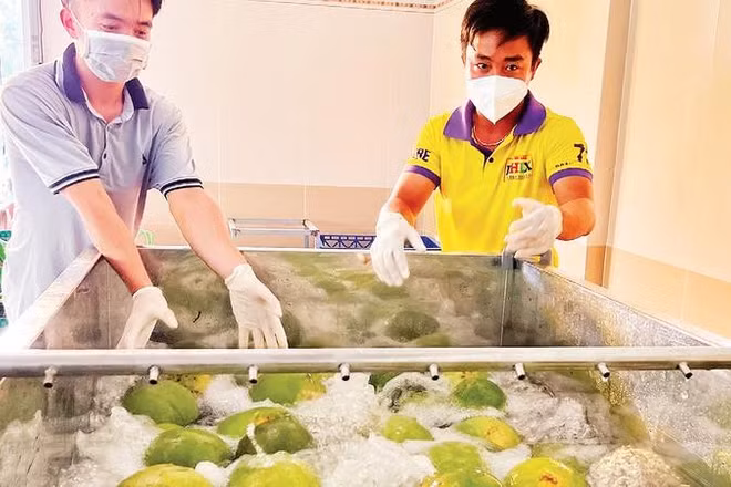 Tỉnh Vĩnh Long tăng cường quản lý xuất khẩu bưởi sau cảnh báo từ Australia.