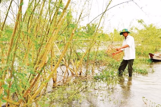 Hợp tác xã sản xuất nông nghiệp sinh thái Quyết Tiến thu hoạch cá đồng tại mô hình trữ cá (Ảnh HỮU NGHĨA)