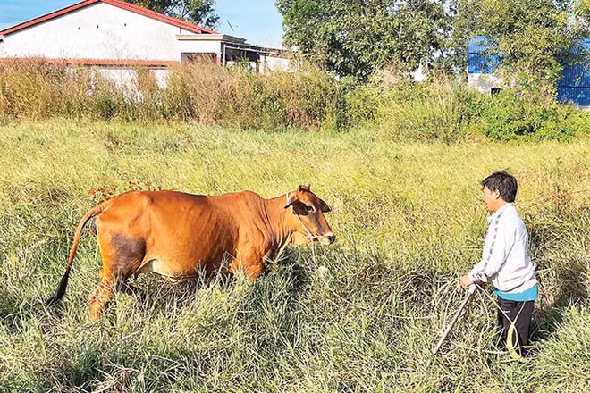 Chăn nuôi bò đẻ đem lại khoản tích lũy đáng kể cho các hộ nghèo.