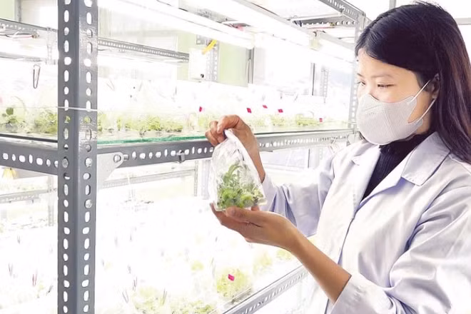 Nuôi cấy mô tạo ra cây giống atisô chất lượng và khả năng nhân giống tốt hơn so với phương pháp truyền thống.