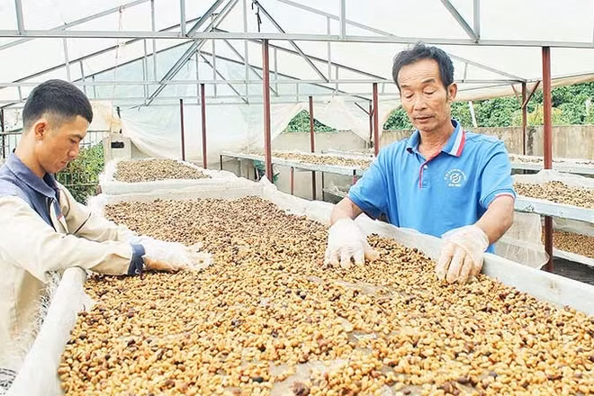 Nhờ đổi mới đồng bộ từ giống, quy trình và công nghệ, đến nay 97% sản lượng cà-phê đặc sản của hợp tác xã được xuất khẩu sang hơn 20 quốc gia.