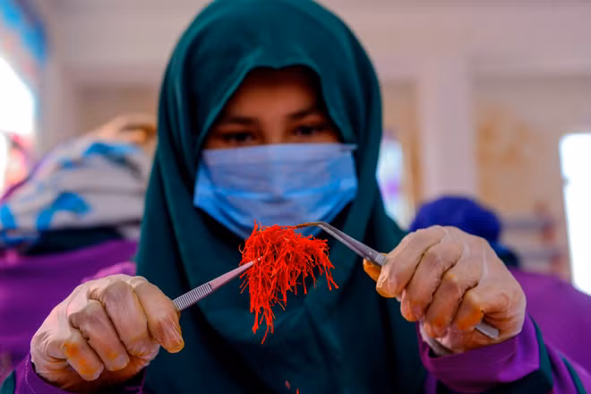 [Video] Nghệ tây – ngành sản xuất “vàng đỏ” tạo việc làm cho phụ nữ Afghanistan