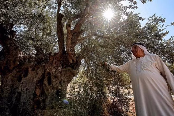[Video] Bảo tồn rừng oliu cổ thụ - Di sản văn hóa phi vật thể tại Jordan