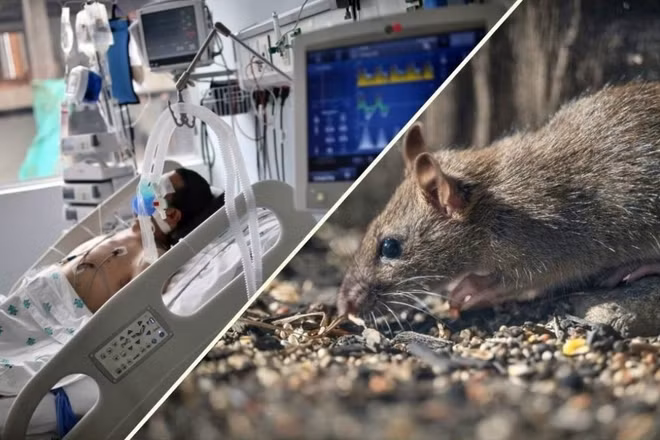 [Video] WHO cảnh báo tăng ca nhiễm virus Hanta sau ổ dịch trên du thuyền